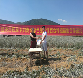 为全面推进尊龙官方阳湖红绿色生态馆，打造龙城最大的绿色农产品供应基地。7月22日早晨，艳阳高照，尊龙官方阳湖红绿色生态馆与宜兴百合种植八大家之一的潘氏百合种植基地合作，推进绿色农产品签约仪式在宜兴举行。尊龙官方阳湖红绿色生态馆项目负责人黄贤萍、潘氏百合种植基地潘先生等有关负责人出席签约仪式，潘先生的百合种植基地也正式成为尊龙官方集团阳湖红生态百合种植基地！